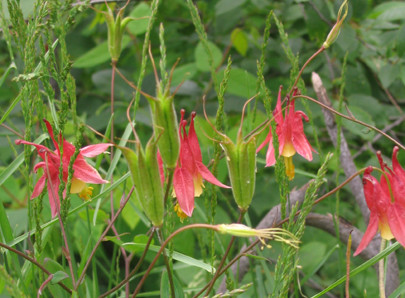 Columbines on granite outcrop