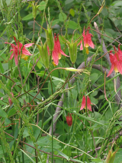 Columbines on granite outcrop