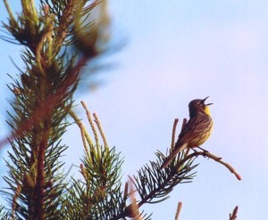 The Endangered Kirtland's Warbler in its Jack Pine habitat on the Yellow Dog Plains. Photo by Nancy Moran.