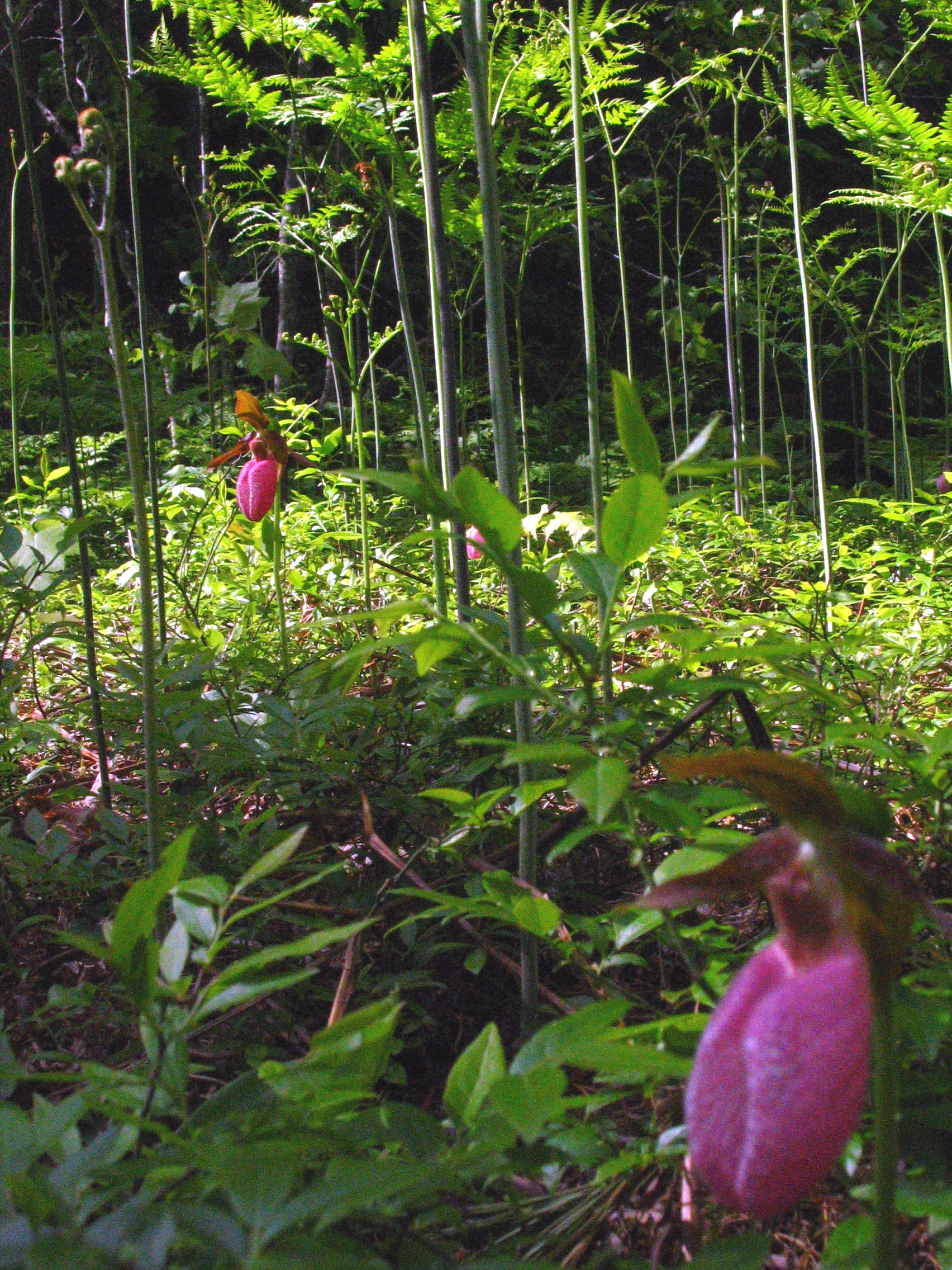 Lady Slippers near Eagle Rock