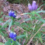 State threatened gentian