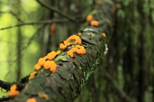 Unique fungus growing near wetlands on the new parcel