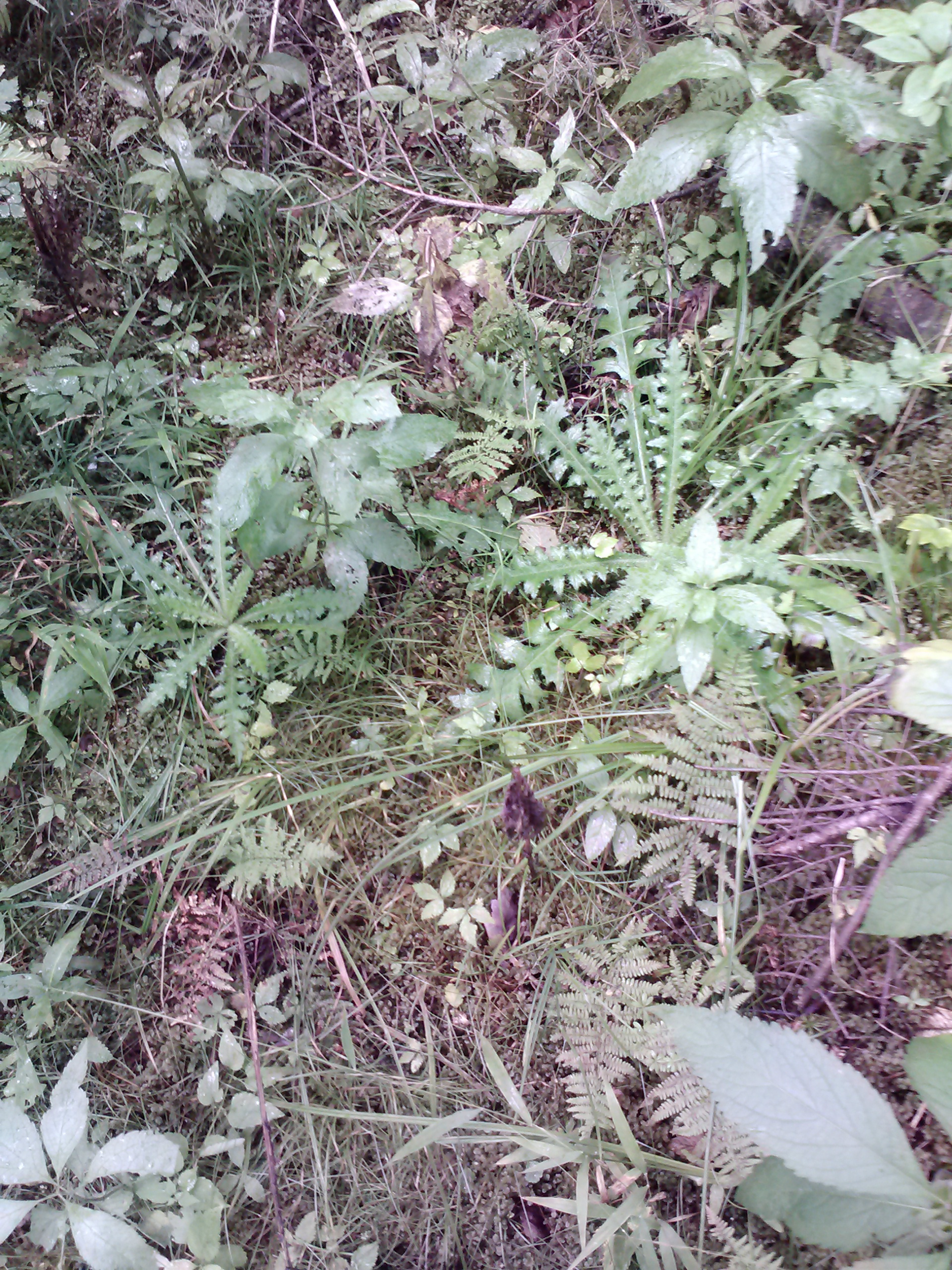 European Swamp Thistle Rosettes in the McCormick Wilderness Area