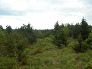 Potential Kirtland’s habitat on the Yellow Dog Plains.   Photo by Rochelle Dale