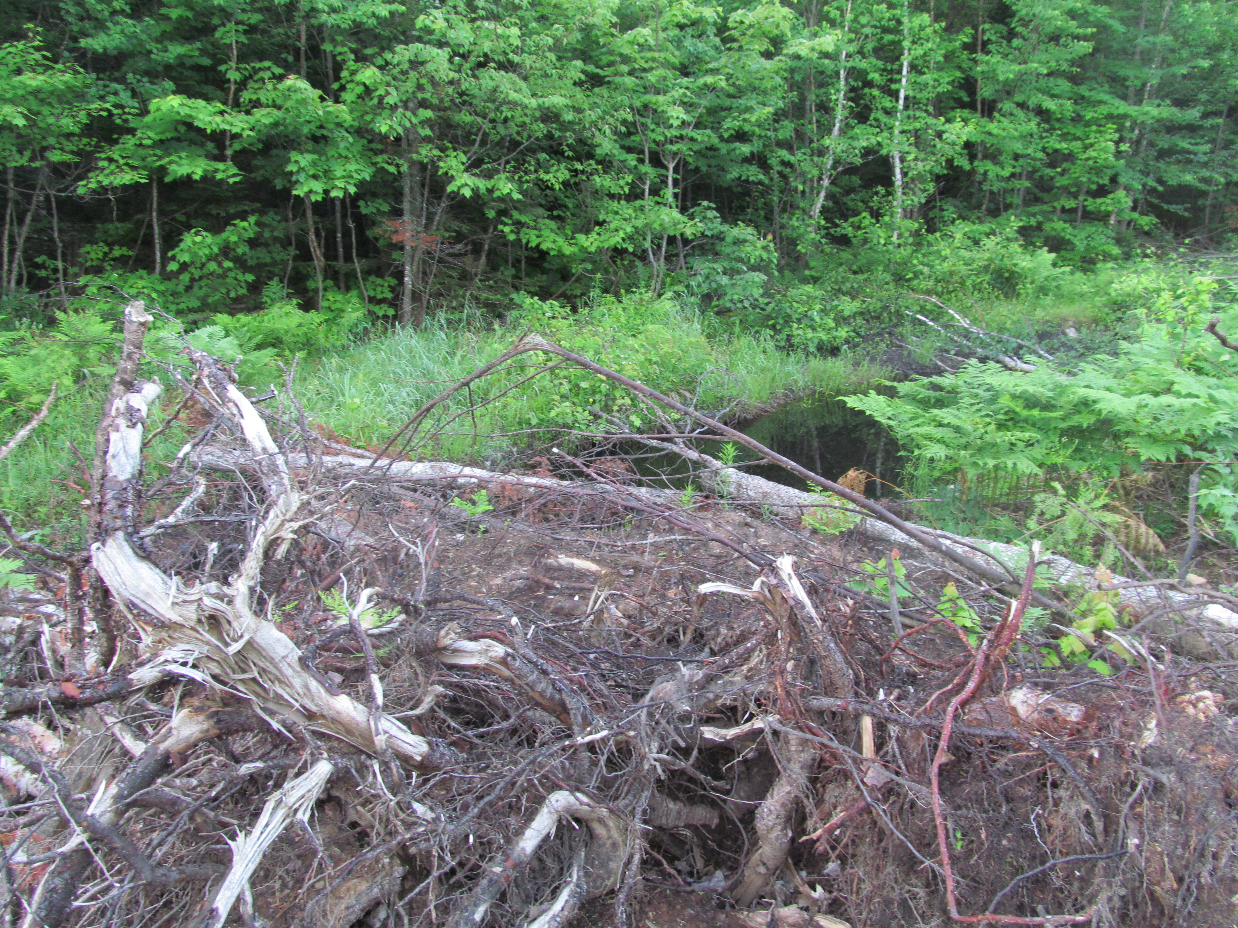 Trees have been pushed directly into the wetlands near Mulligan Creek.