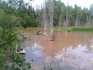 Sediment pollution in the wetland downstream from the spring that has been ruptured.