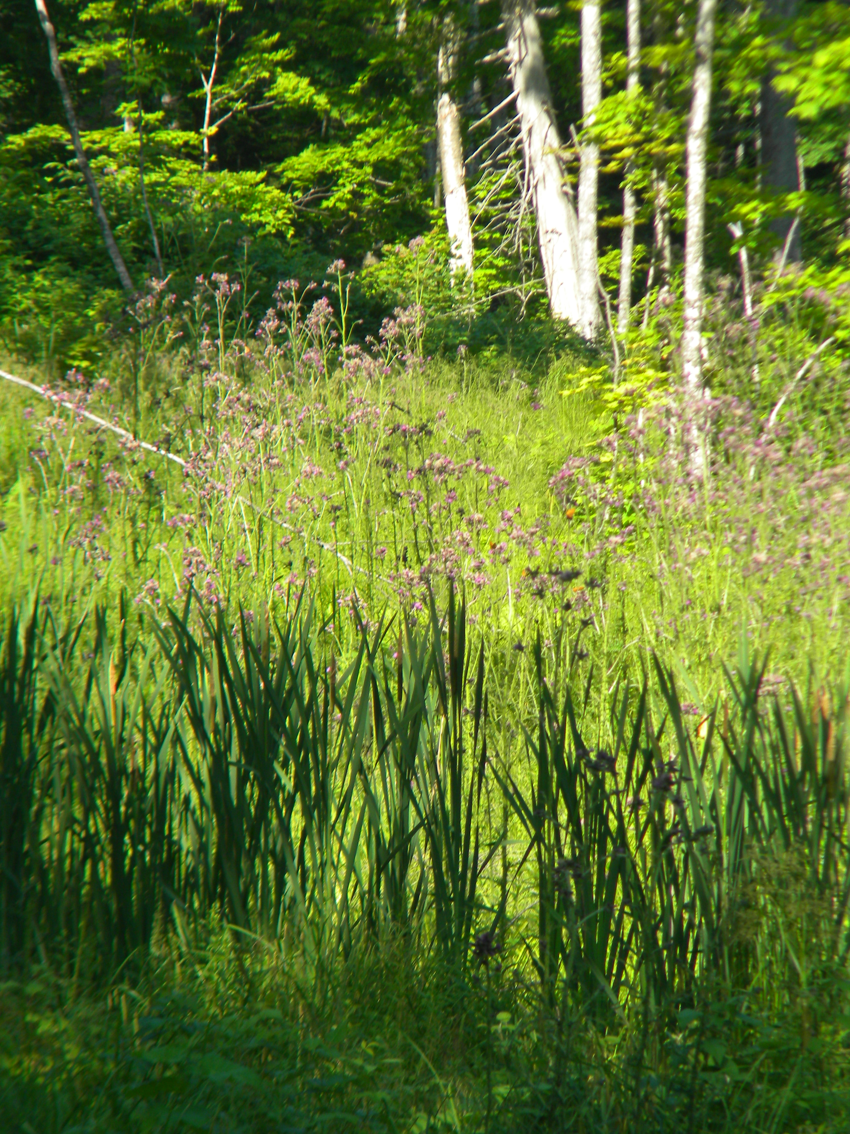 Wetland area with heavy swamp thistle infestation.