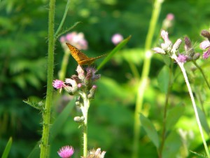 Great Spangled Fritillary enjoying European swamp thistle.