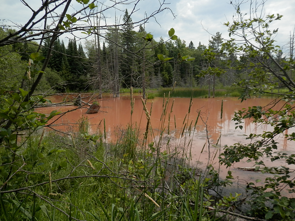 Wetland receiving unlawful sediment deposits and unnatural turbidity as a result of road construction.