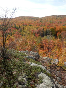 View from atop a granite bedrock glade in the Community Forest