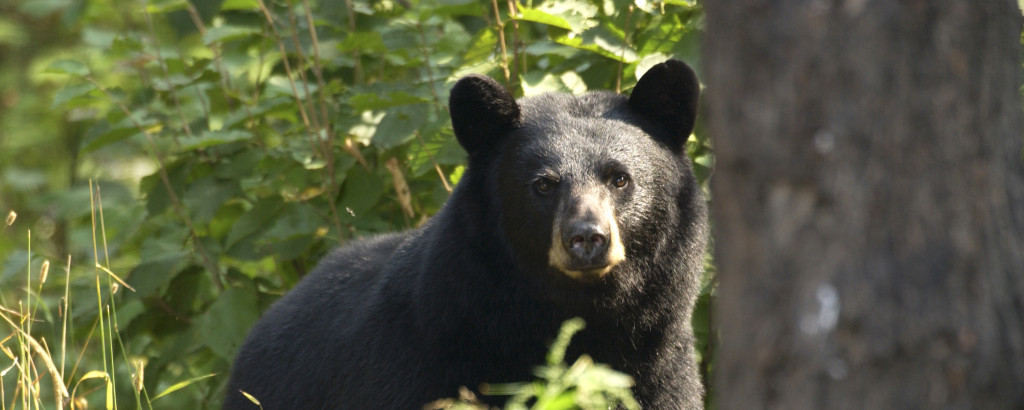 U.P. Black Bears 