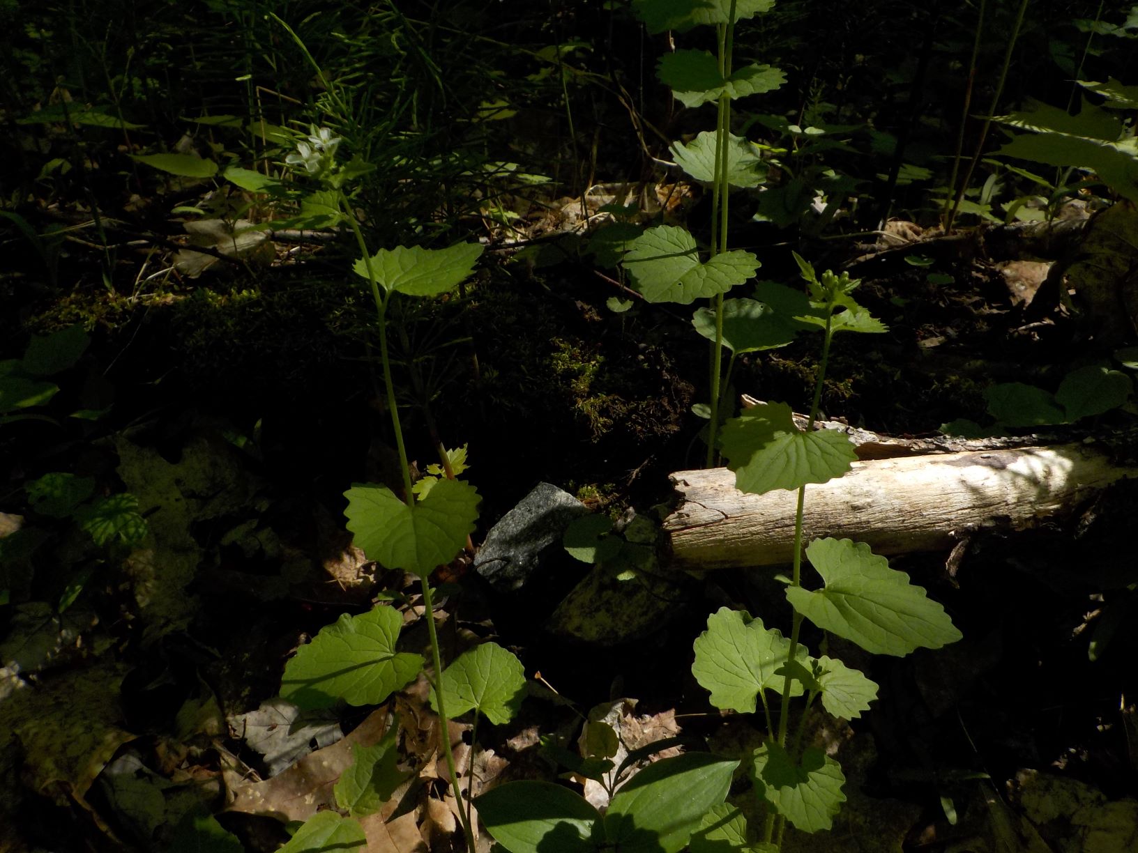 Doug's creek plant resized